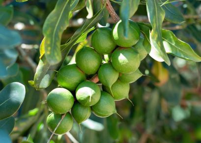 How-to-Grow-and-Care-for-a-Macadamia-Nut-Tree-Featured